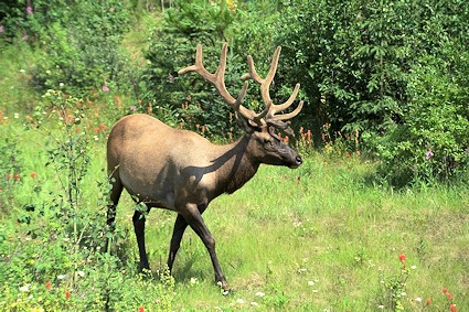 Elk Mount Robson Provincial Park, BC