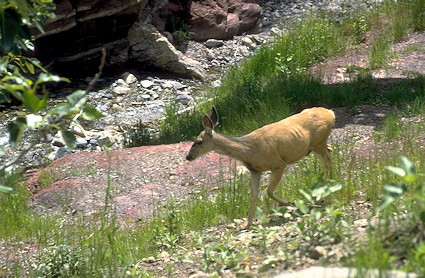 Deer in Waterton Lakes National Park